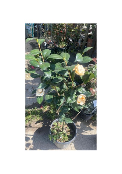 1.50 Cm Büyük Kamelya Çiçeği