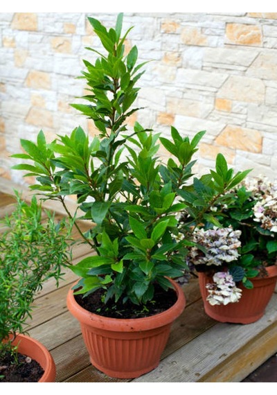 Mis Kokulu 1 Adet Defne Ağacı Fidanı 20-30cm Tüplü\saksılı Laurel Tree Sapling