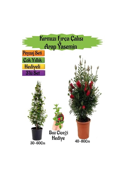 Kırmızı Fırça Çalısı+kokulu Arap Yasemini+buz Çiçeği Peyzaj Seti
