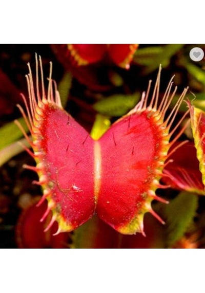 5 Adet Venus Flytrap Fresh Garden Tohumu