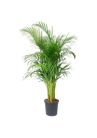 Serada Decor&plant Areka Palmiyesi Ev Ofis Salon Bitkisi -salon Palmiyesi 100-120 Cm