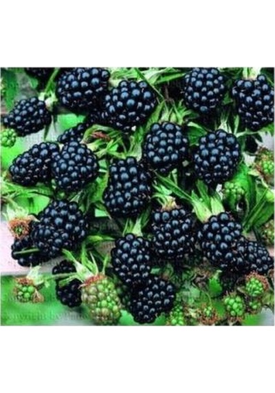 Jumbo Böğürtlen Fidanı Açık Kök 40-80 Cm