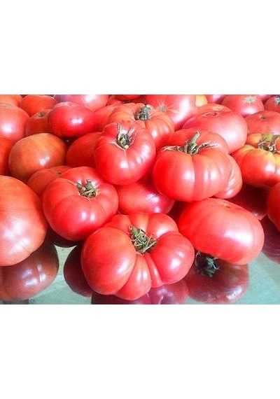 Tohhum Ankara Ayas Domates Tohumu 50+ Tohum