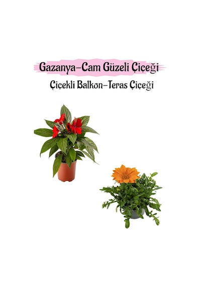 Kırmızı Renk Cam Güzeli 1 Adet+turuncu Renk Gazanya Çiçeği 1 Adet Saksılı 10-20cm
