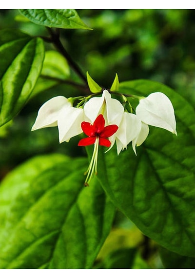 Büyüleyici Beyaz Kızılay Çiçeği Fidanı 30 40 Cm 1 Adet Saksılı Clerodendrum
