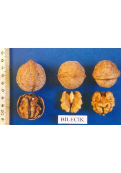 Bilecik Ceviz Fidanı 3 Yaş Tüplü ve Aşılı 3 Adet