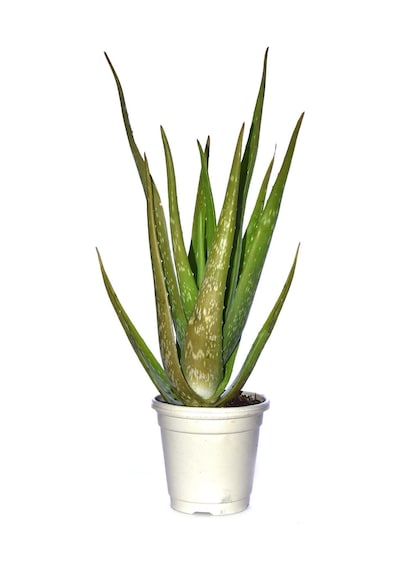 Nura Botanik Aloevera Bitkisi Fidanı +4 Yaş Yetişkin Saksılı Şifalı Aloe Vera 50-60 Cm