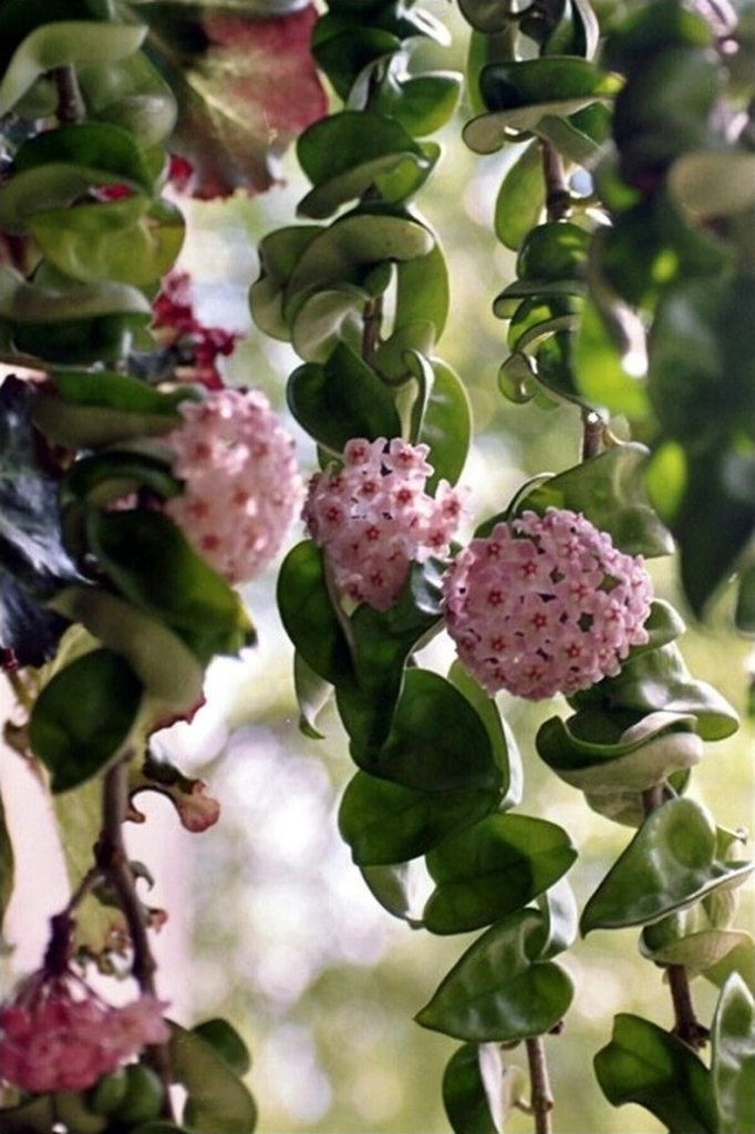 Mum Çiçeği Fidesi Fidanı 10-20 Cm