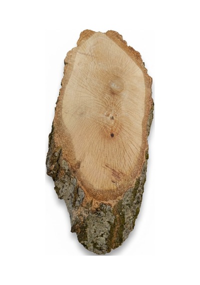 Doğal Meşe Kütük Dilimi - 28x11 Cm Zımparalanmış Boyanabilir Ham Ahşap 1 Adet