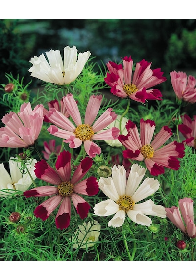 30+Karışık Çiçekli Cosmos Deniz Kabuğu Tohumu N111252