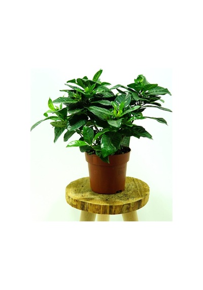 Muhteşem Kokulu 1 Adet Gardenya Çiçeği Saksılı 25-45cm Gardenia Flower