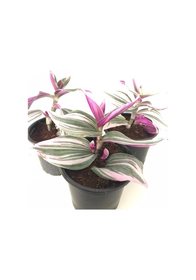 Pembe Telgraf Çiçeği 3 Adet Saksılı 10-20cm