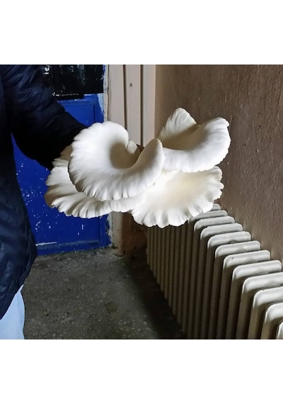 2.5 Kg İstiridye Mantar Tohumu Ekim Poşeti Hediyeli 1 adet