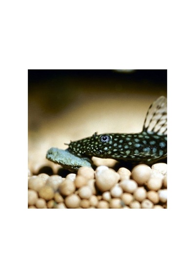 Jbl Pro Novo Pleco Wafer M Vatoz Için Tablet Yem 250 Adet 52 Gr