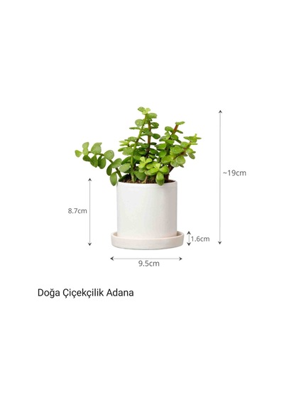 Para Çiçeği Özel Saksıda Afra Portulacaria