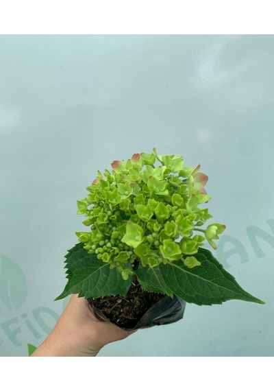 Ortanca Çiçeği 5 Adet Saksılı/tüplü Dış Mekan Bitkisi