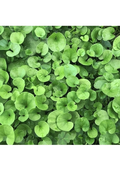 Fare Kulağı Tohumu 500 GR Dichondra Repens Fare Kulağı Çim Tohumu