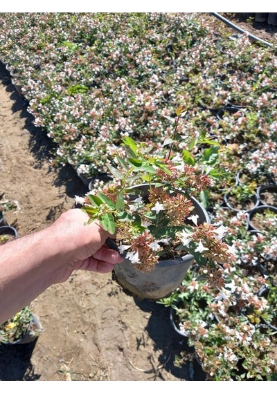 Abelya Çeçeği güzellik Çalısı 30-40 Cm Abelia Chinensis