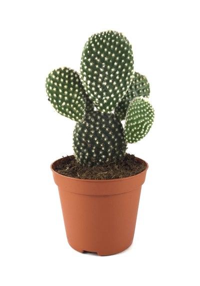 Opuntia Microdasys 'Albata' (Kaktüs) Ø8,5 CM Y10-15 CM