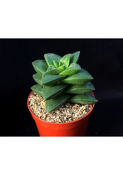 Crassula Springtime 5 Adet