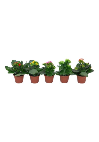 Kalanşo Çiçeği Kalanchoe - 5 Adet Karışık Renklerde