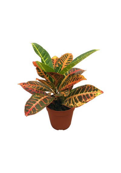 Codiaeum Variegatum 'Petra' (Kraton Çiçeği) Ø12 CM Y30-35 CM