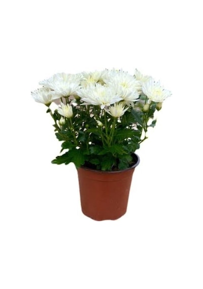 White Beyaz Renk Kasımpatı Krizantem Chrysanthemum 10-20 Cm