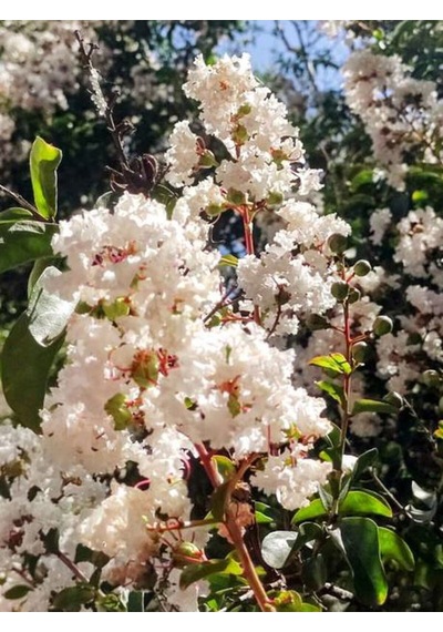 Videolu Beyaz Renkli Oya Ağacı Fidanı 40 80 Cm 1 Adet Saksılı Dış Mekan Ağaç Lagerstroemia Indica