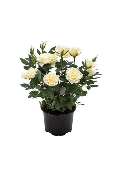 Videolu Pembe Ve Beyaz Yediveren 2 Adet Gül Fidanı Saksılı 45-80 Cm Pink And White Rose Sapling