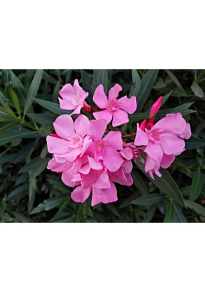 Pembe Zakkum Çiçeği Fidanı 50-70 Cm Tüplü Çiçekli Bodur Bitkiler Oleander