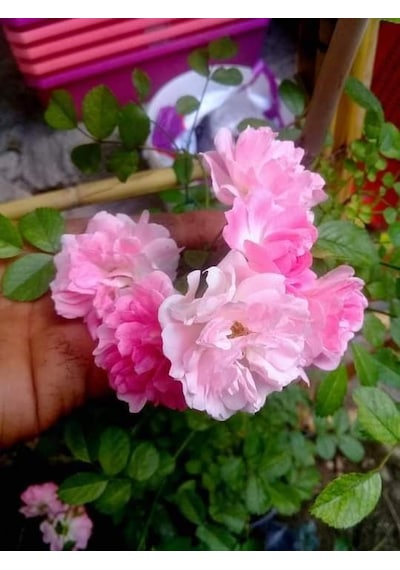 Yediveren Pembe Gül Fidesi Fidanı 15-25 Cm