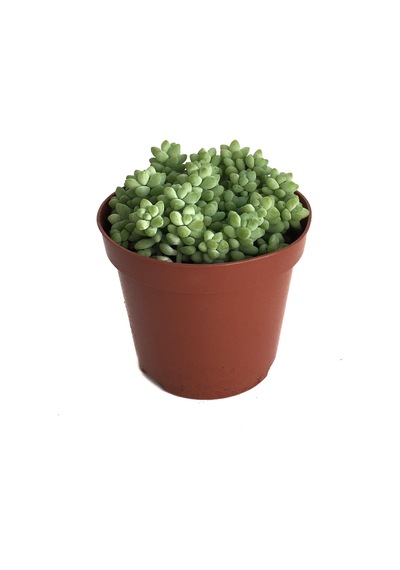Sedum Burrito (Sukulent) Ø8,5 CM Y0-10 CM