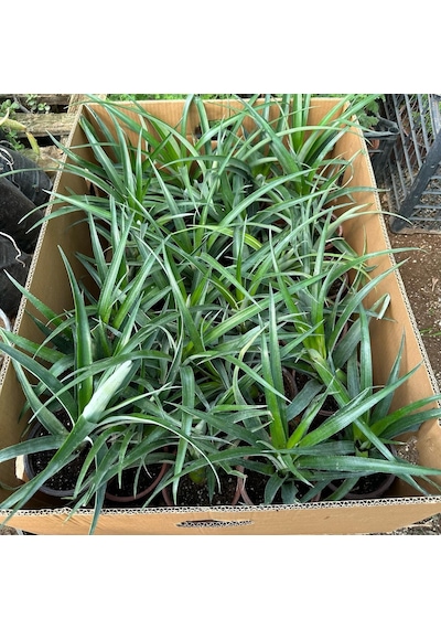 Saksıda Ananas Meyvesi Fidanı Del Monte 2 Cinsi