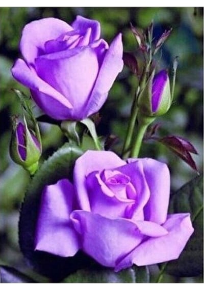 Yediveren Lila Gül Fidanı Yediveren Lilac Rose 10-20 Cm