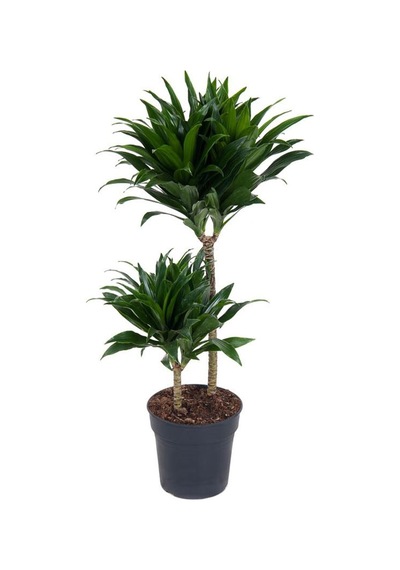 Draceana Compacta 2 Gövdeli