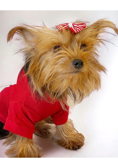 Santa And Friend Rudolph Köpek Tişörtü Yılbaşı Noel Christmas Köpek Elbisesi
