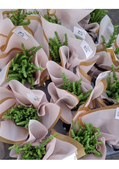 Foliumbotanik Prenses Çamı Sukulent Bitkisi, Crassula Muscosa Özel Günler İçin Süs, Hediye 5 Adet