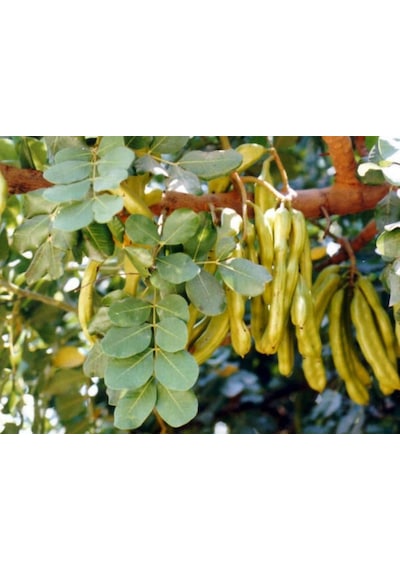 Keçiboynuzu Meyvesi Fidanı 40-60 Cm Boylarında