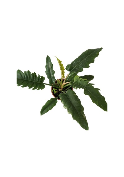 Philodendron 'Narrow Escape' Ø19 CM Y45-50 CM