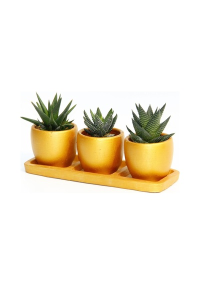 Trio Orange Sukulent Seti - 3lü Haworthia