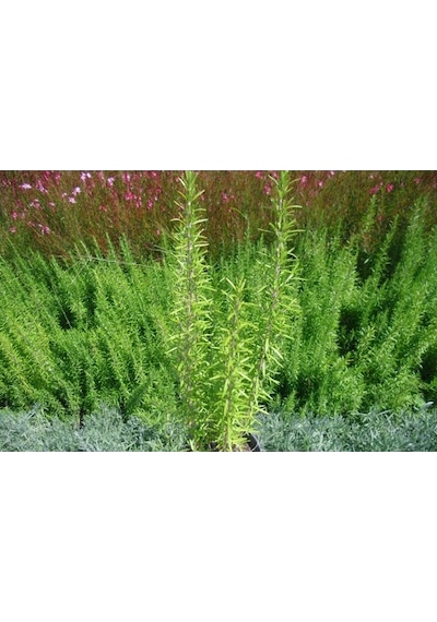 Biberiye Fide Fidanı 20-30 Cm 5 Adet Rosmarinus Officinalis