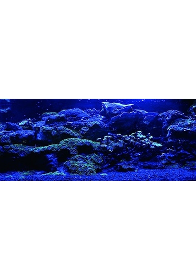 Kanki Pet 155 Cm Akvaryum Arka Fon Yapıştırma 155x65 Cm