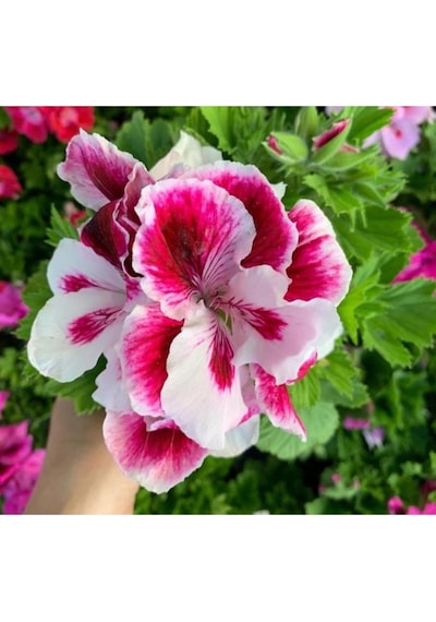 Ceylan Gözü Sardunya Pembe Beyaz 10-20 Cm