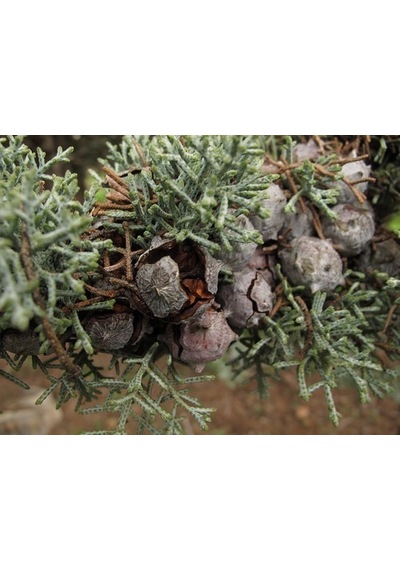 Mavi Servi Cupressus Arizona Tohumu 100 Gr.