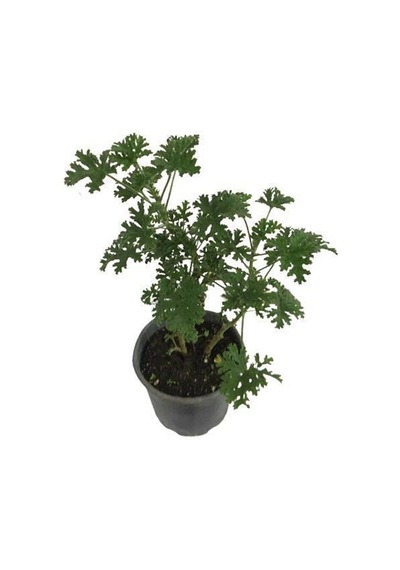 Videolu 2 Adet Mis Kokulu Gül Damlası Itır Çiçeği 15-35 Cm Saksılı Çiçekli Bodur Bitki Lavandula