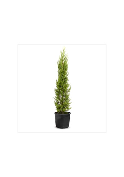 Videolu Limon Kokulu Limon Çamı 1 Adet Saksılı/ Tüplü 30-60 Cm Cupressus Macrocarpa