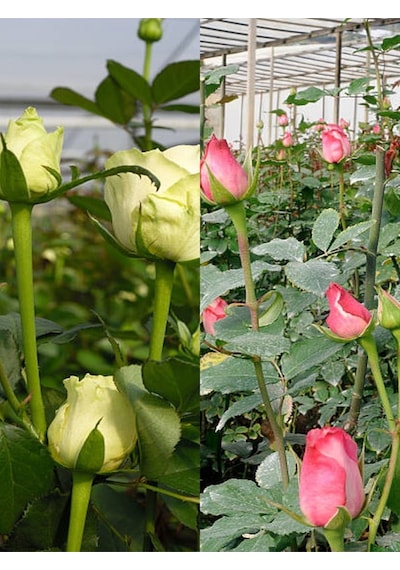 Videolu Yediveren Pembe Ve Beyaz Renkli 30 60 Cm 2 Adet Saksılı Aşılı Gül Pink And White