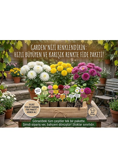 Bahçeniz İçin Kasımpatı Fidesi Karışık Paket - Dayanıklı & Gösterişli