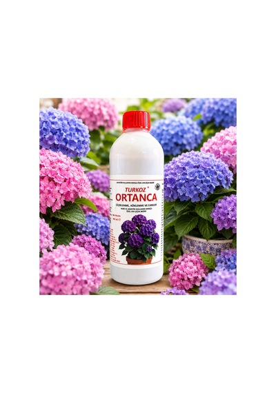 Ortanca Besini Diğer