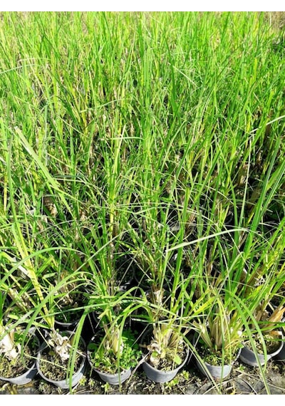 Pampas Otu - Saz Püskülü 20 Adet